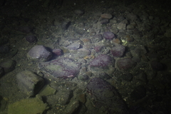 Thalamitinae