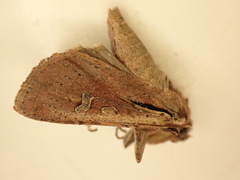 Ichneutica atristriga