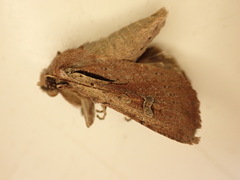 Ichneutica atristriga