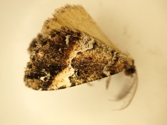 Pseudocoremia productata