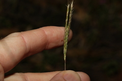 Bothriochloa decipiens