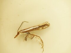 Orocrambus vittellus