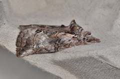 Gallaba eugraphes