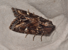 Neumichtis