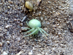 Araneus uniformis