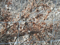 Rumex induratus
