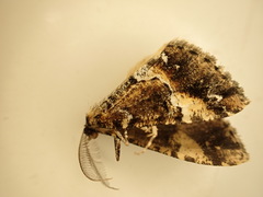 Pseudocoremia productata