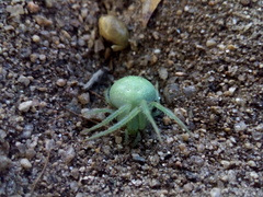 Araneus uniformis