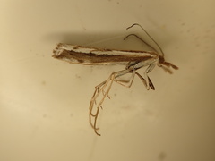 Orocrambus vittellus