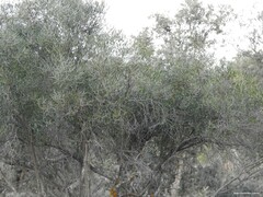 Phillyrea angustifolia