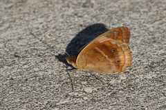 Junonia zonalis