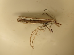 Orocrambus vittellus