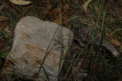 Bothriochloa decipiens