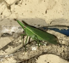 Melicharoptera