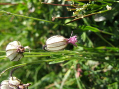 Behenantha