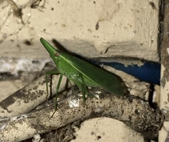 Melicharoptera