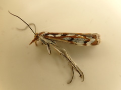 Orocrambus xanthogrammus