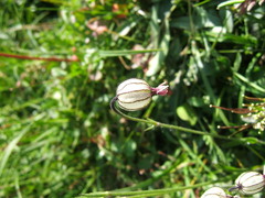 Behenantha