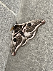 Saturnia pyretorum