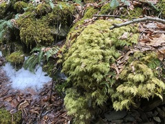 Hylocomium splendens