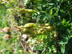 Astragalus umbellatus