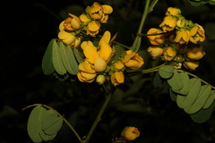 Senna pendula glabrata