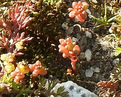 Sedum cespitosum