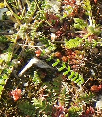 Biserrula pelecinus