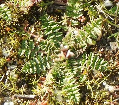 Erodium cicutarium