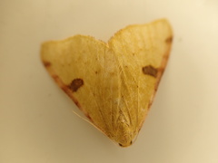 Epiphryne xanthaspis