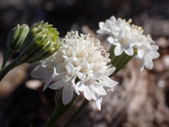 Chaenactis stevioides