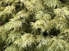 Hylocomium splendens