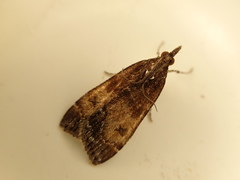 Eudonia asterisca