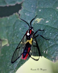 Argyroeides braco