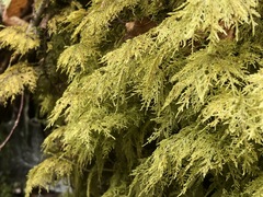 Hylocomium splendens