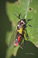 Argyroeides braco