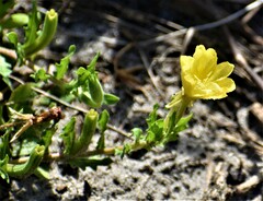 Oenothera humifusa