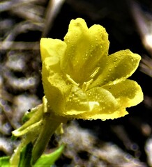 Oenothera humifusa