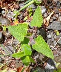 Teucrium scorodonia