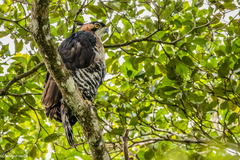 Spizaetus ornatus
