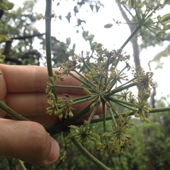 Prionosciadium thapsoides