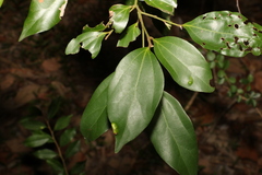 Cryptocarya triplinervis pubens