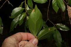 Cryptocarya triplinervis pubens