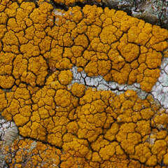 Candelariella rosulans