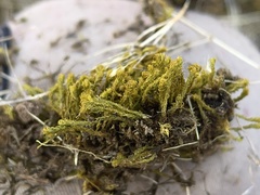 Triquetrella papillata