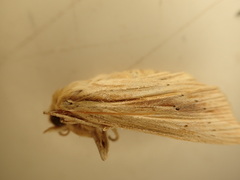 Ichneutica semivittata