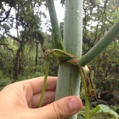 Prionosciadium thapsoides