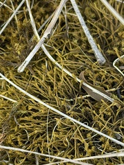 Triquetrella papillata