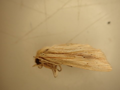 Ichneutica semivittata