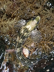 Parablennius parvicornis